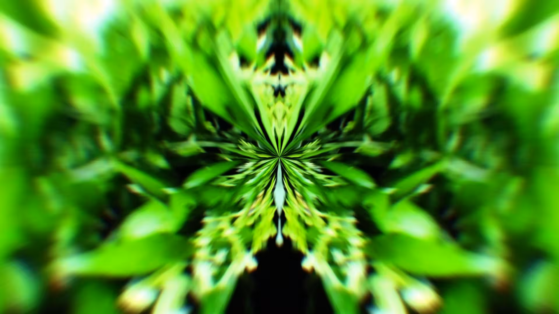 Kynza - Image 3
